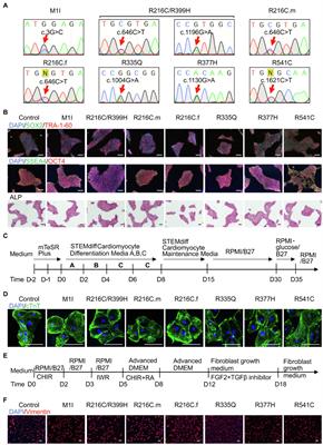 Phenotypic Variability in iPSC-Induced Cardiomyocytes and Cardiac Fibroblasts Carrying Diverse LMNA Mutations